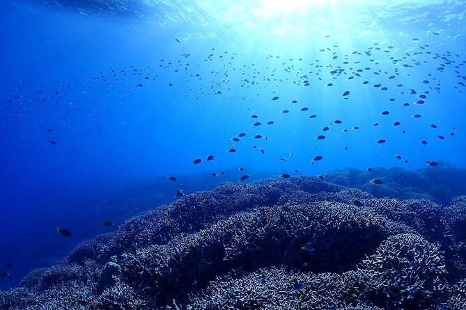 Boat Fundive 2Dives at Minna Isl or Sesoko , Okinawa - Recap