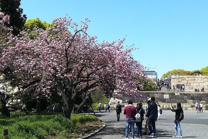 Cherry Blossom Highlights, Asakusa, Ueno, Imperial Palace Garden - Practical Information and Tips