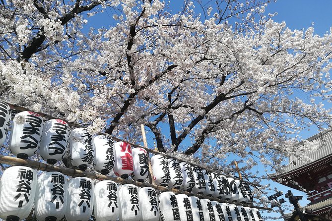 Cherry Blossom Highlights, Asakusa, Ueno, Yanaka - Must-See Cherry Blossom Attractions