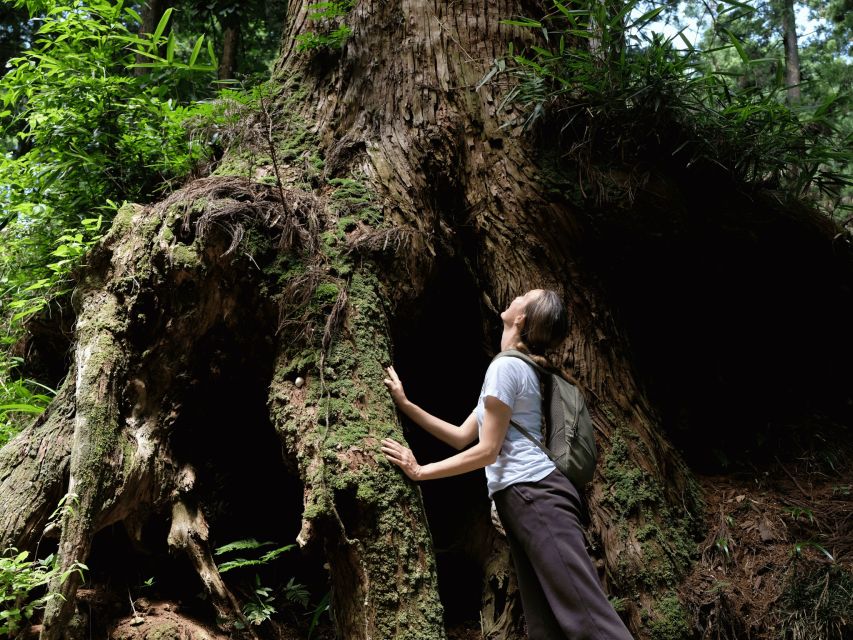 Fm Odawara: Forest Bathing and Onsen With Healing Power - Tour Itinerary