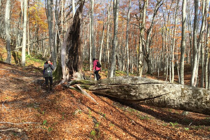 Forest Healing Around the Giant Beech and Katsura Trees - Additional Info: Confirmation, Accessibility, Medical Conditions