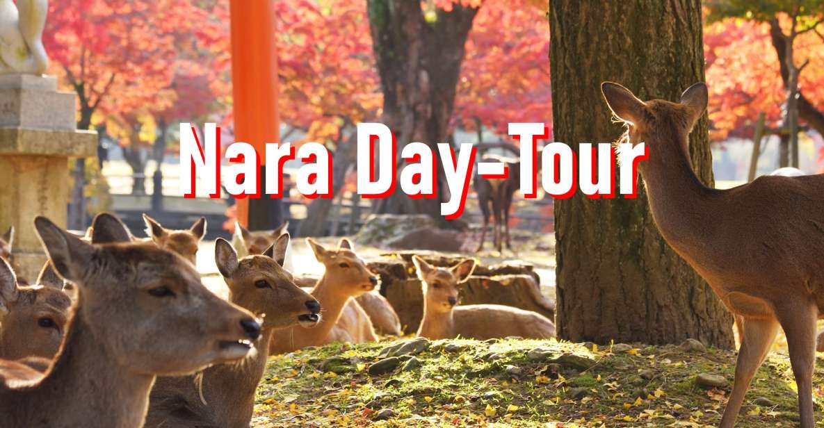 From Osaka: 10-hour Private Customized Tour to Nara - The Sum Up