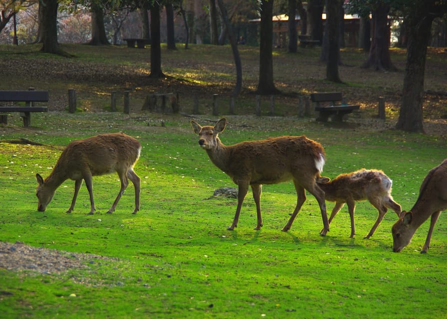 From Osaka/Kyoto: Kyoto & Nara Bus Tour W/ Kinkakuji Ticket - Frequently Asked Questions