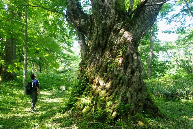 Full Day North Nagano Hiking Experience - Start Time