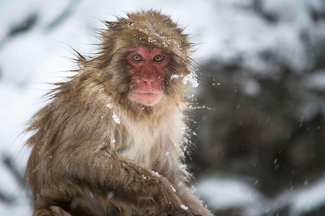 Full-Day Private Nagano Tour: Zenkoji Temple, Obuse, Jigokudani Monkey Park - Meeting & Pickup Information