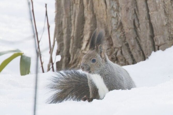 Furepe Waterfall Snowshoe and Wildlife Watching Activity - Reservation Information