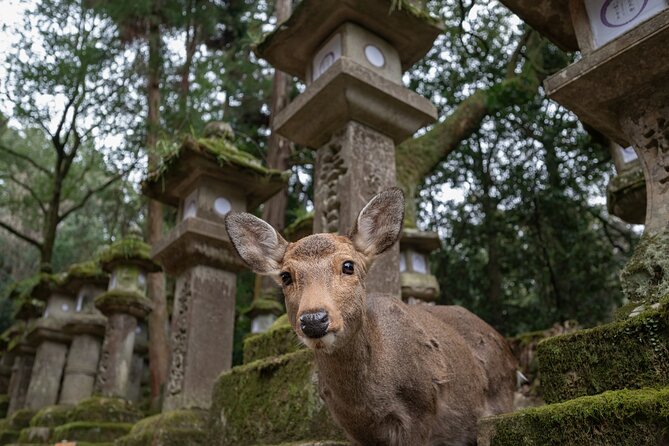 Guided Tour of Todaiji and Nara Park (Guide in Spanish) - Booking Information