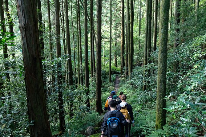 Half Day Forest Bathing in Hakone Geopark - Price and Booking Information