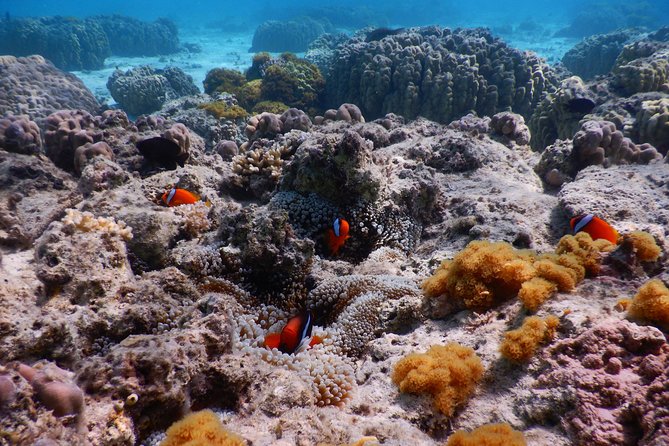 Half-Day Kayak Tour on the Kerama Islands and Zamami Island - Snorkeling Experience