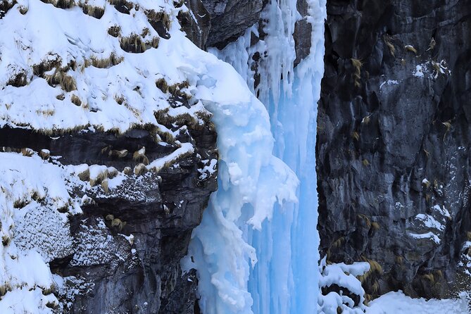 Half-Day Primeval Forest Snowshoe and Wildlife Watching Tour - Frequently Asked Questions