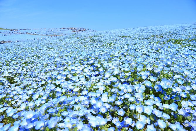 Hitachi National Seaside Park`s Flowers & Ashikaga Flower Park - Tour Logistics