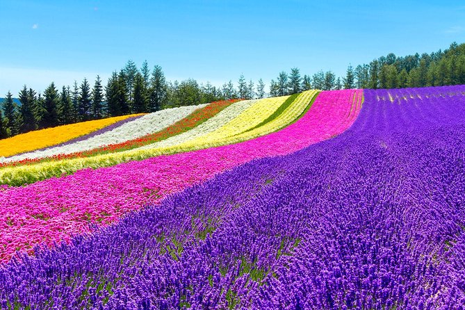 Hokkaido Highlights of Flower Blossom, Asahiyama Zoo & Blue Pond "Aoi-ike"! - Additional Tips and Recommendations