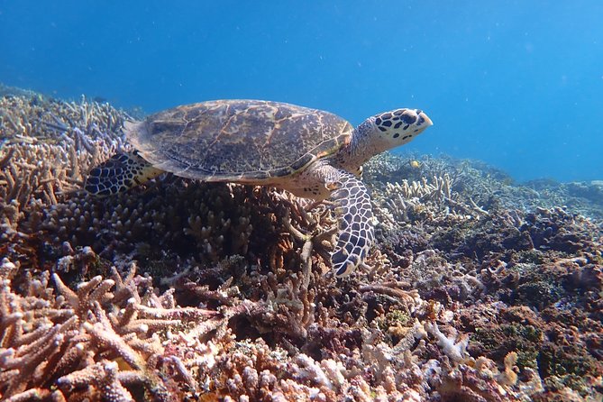 [Iriomote]SUP/Canoe Tour +Snorkeling Tour at Coral Island - Price and Availability