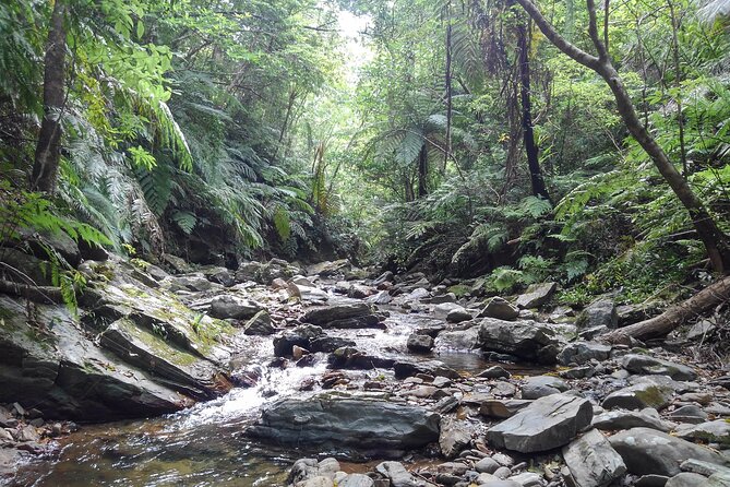 Jungle River Trek: Private Tour in Yanbaru, North Okinawa - Meeting Point