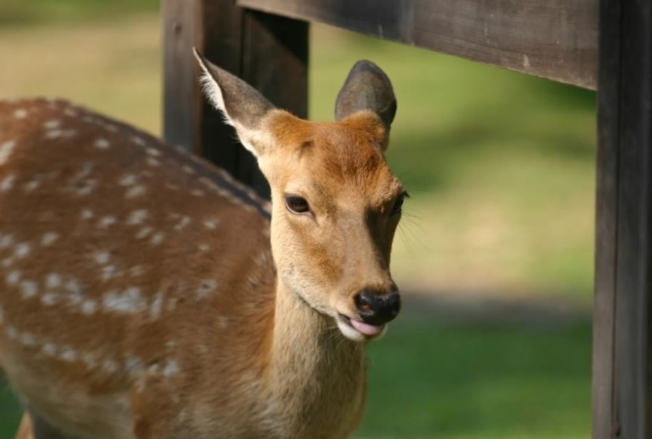 Kyoto and Nara Golden Route 1 Day Bus Tour From Kyoto - Important Information