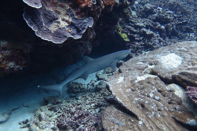 [Miyakojima, Diving Experience] Completely Charter Than 2 People Sea Turtle and Shark Sometimes Madaratobiei! Skin Diving at Deeper Points - Booking and Confirmation Process