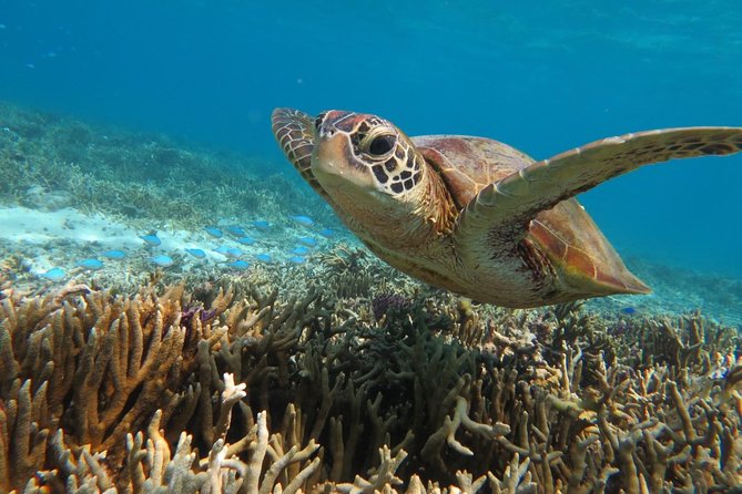 [Miyakojima Snorkel] Private Tour From 2 People Go to Meet Cute Sea Turtle - Day-of Tour Directions