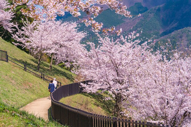 Mt. Fuji Cherry Blossom One Day Tour From Tokyo | Tokyo Ezine