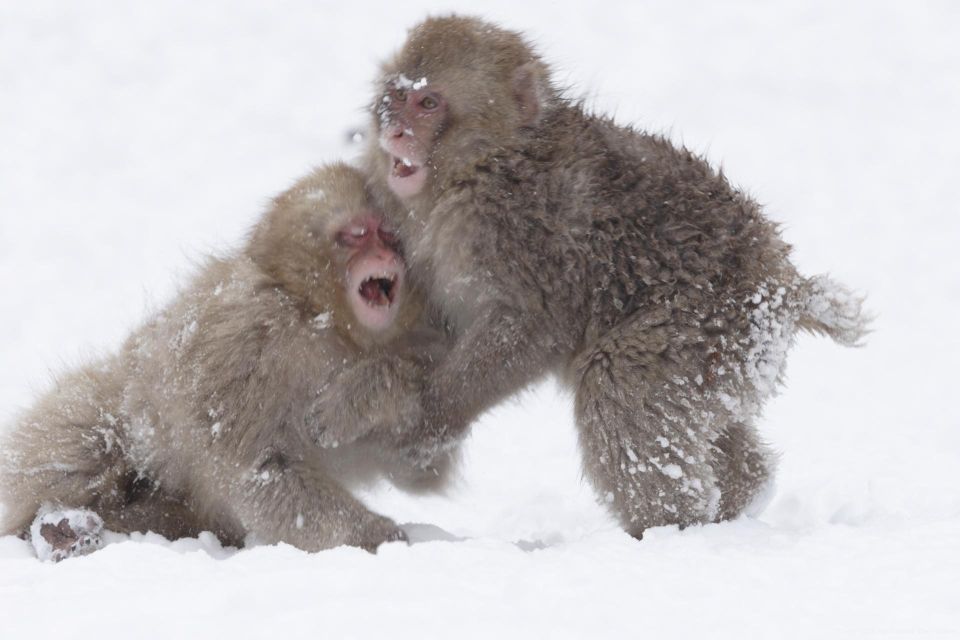 Nagano: Private Transfer Between Station & Snow Monkey Park - The Sum Up