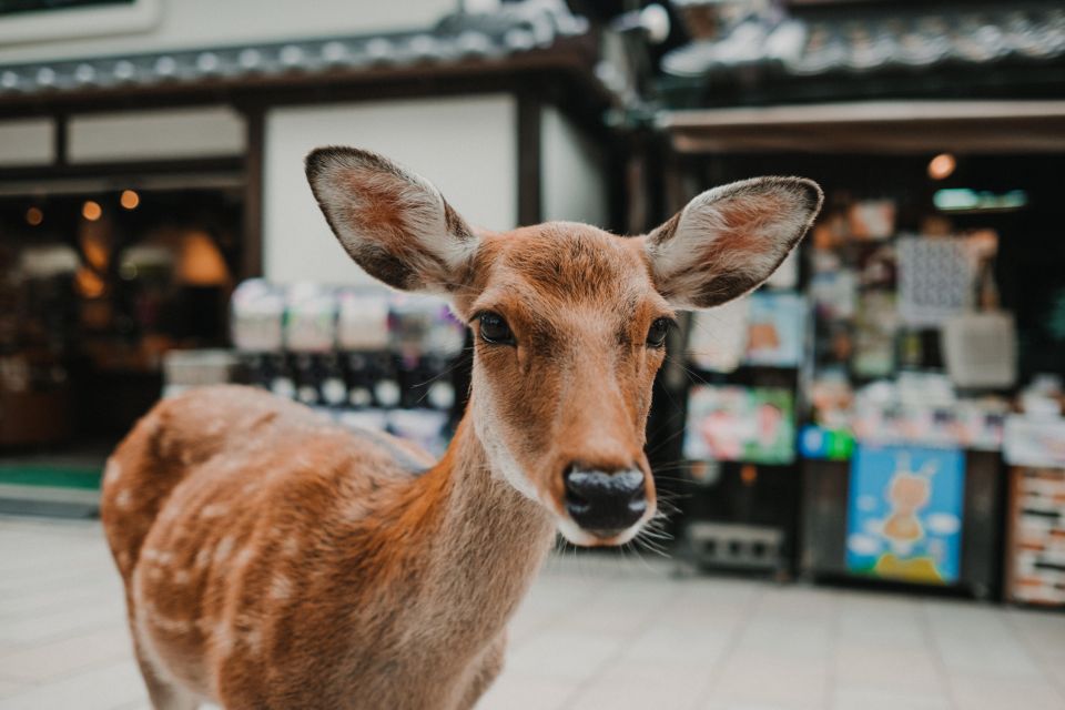 Nara: Audio Guide Delve Into Todai-Ji & Kasuga Taisha - Cancellation Policy