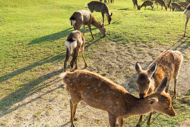 Nara Day Trip From Kyoto With a Local: Private & Personalized - Customer Reviews