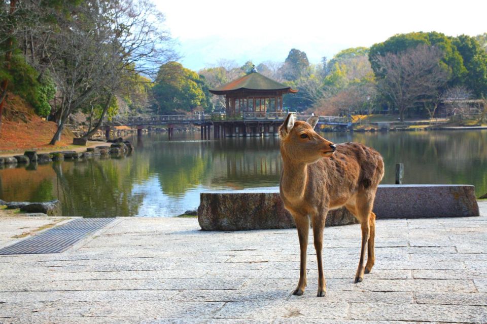 Nara's Historical Wonders: A Journey Through Time and Nature - Discovering Horyuji Temple