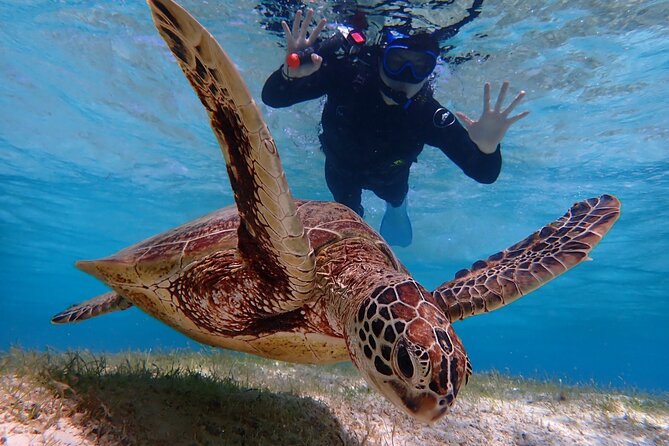 [Okinawa Miyako] Swim in the Shining Sea! Sea Turtle Snorkeling - What to Expect & Additional Info