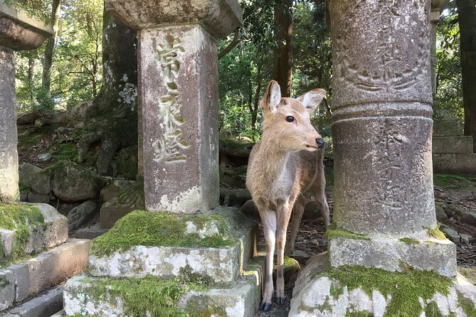 One Day Bleisure Private Tour in Kansai - Booking Details