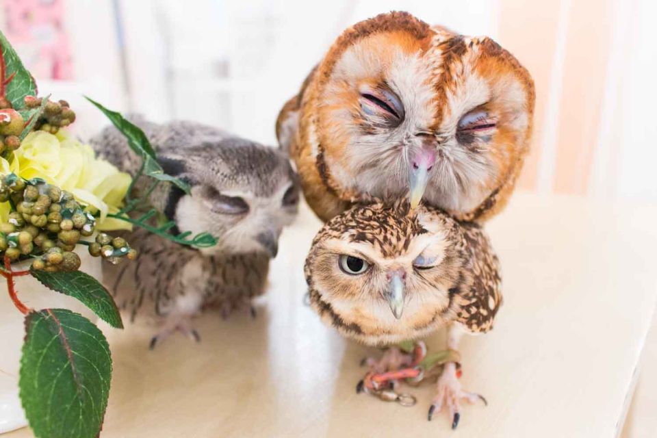 Owl Cafe Tokyo Akiba Fukurou - Additional Information