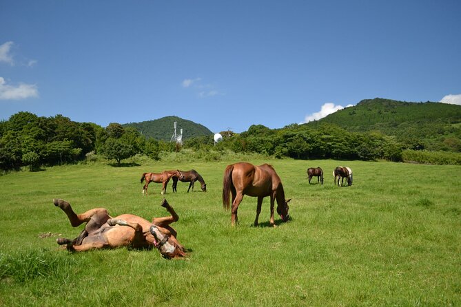 Pasture Hike With Horse Whisperer at Horse Trust in Kagoshima - Booking Information