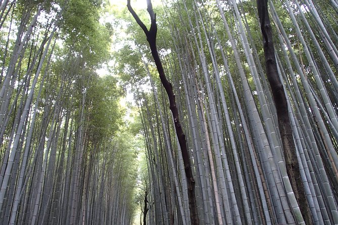 Private 1 Day Kyoto Tour Including Arashiyama Bamboo Grove and Golden Pavillion - Important Information