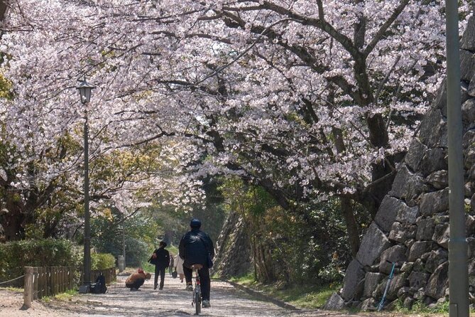 Private and Unique Fukuoka Cherry Blossom Sakura Experience - Pricing and Guarantee