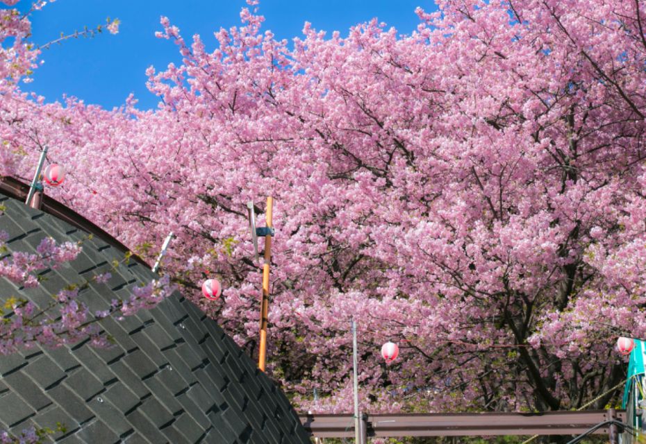 Private & Unique Nagasaki Cherry Blossom Sakura Experience - Frequently Asked Questions