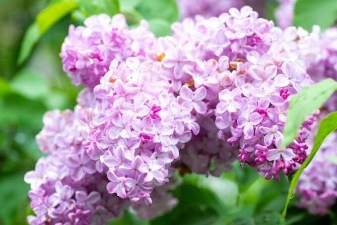 Sapporo Afternoon Walking Tour 2h 30mins - Traveler Reviews