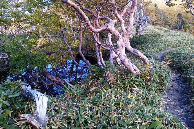 Shiratani-Unsuikyo Trekking Tour in Yakushima Island - Frequently Asked Questions