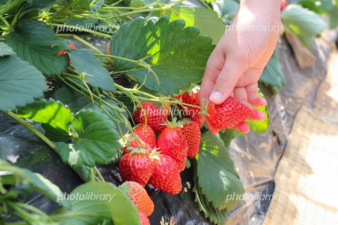 Short Day Trip Chater Bus to Strawberry Picking & Shop in Fukuoka - Recap