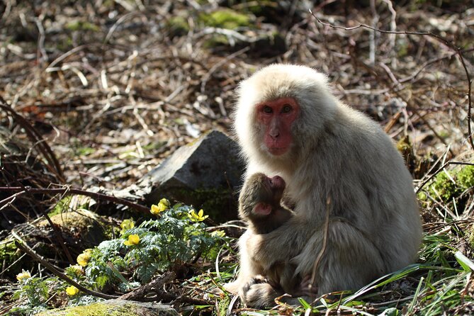 Snow Monkey Park & Miso Production Day Tour From Nagano - Tour Experience Details