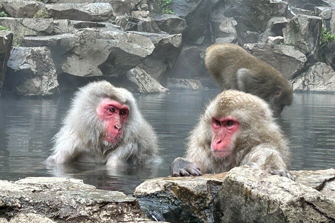 Snow Monkey Park Tour, From/To Tokyo, up to 12 Guests - Booking Details