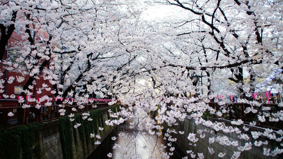 Tokyo: Private Cherry Blossom Experience - Inclusions