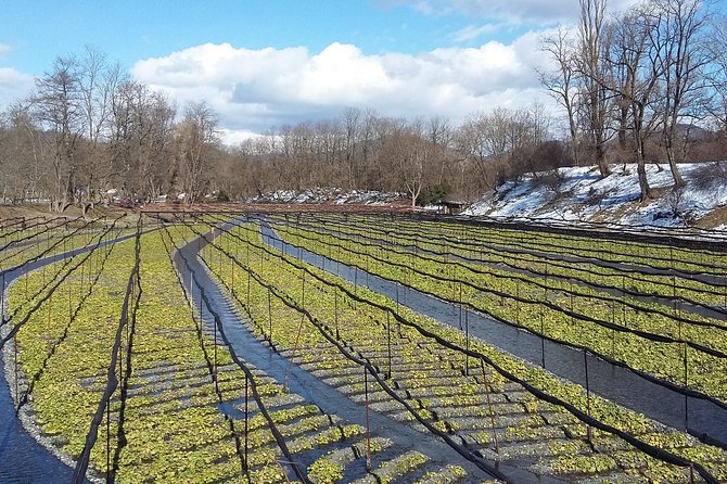 Wasabi Farm Discovery Walking Tour - Cancellation Policy