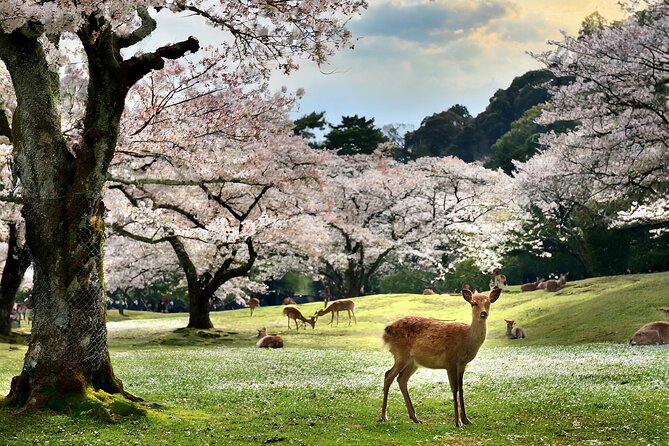 1 Hour Private Photoshoot in Nara - Frequently Asked Questions