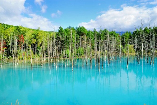 A Relaxing Day for Furano, Biei Blue Pond& Local Curry Lunch in Hokkaido! - Customer Reviews and Feedback