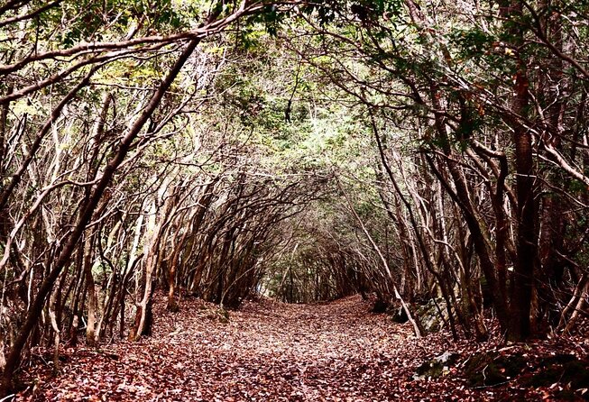 Aokigahara Nature Conservation Full-Day Hiking Tour - Frequently Asked Questions