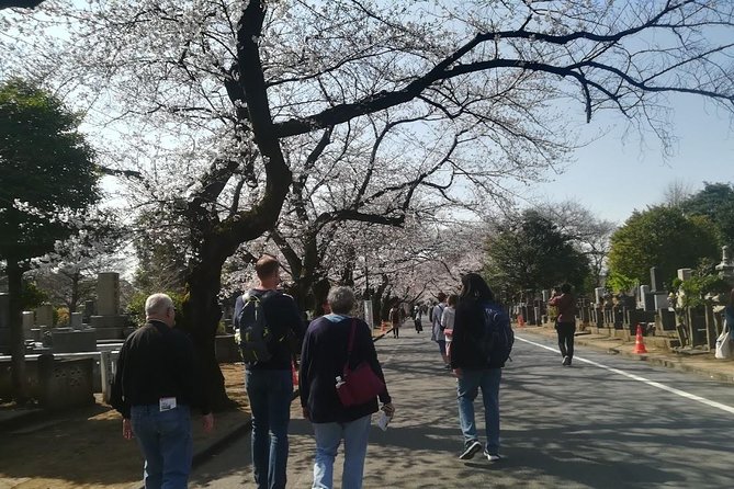 Cherry Blossom Highlights, Asakusa, Ueno, Yanaka - Insider Tips for Cherry Blossom Season