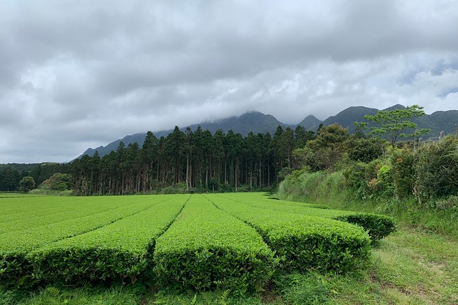 Discovery of Yakushima - Booking and Cancellation Policies