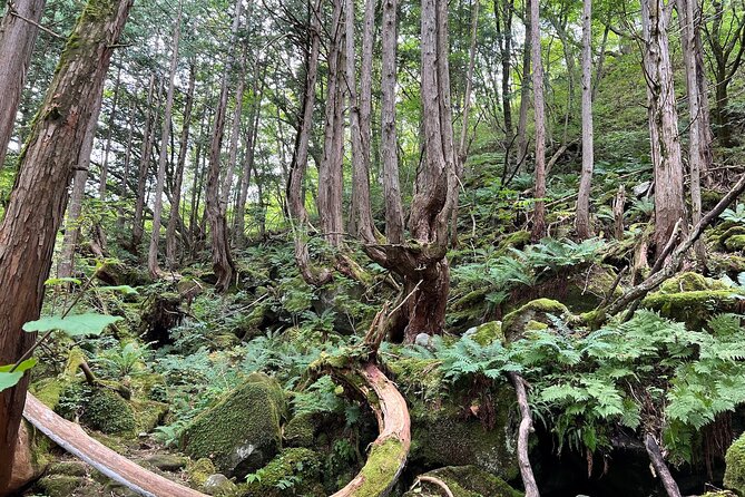 Ebike Tour in Lake Shirakaba and Tateshina Highland Japan - End Point