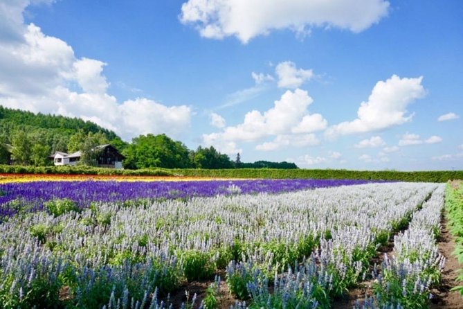 Experience Hokkaidos Summer, Furano, Blue Pond & All-you-can-eat Fresh Melon! - Traveler Guidelines