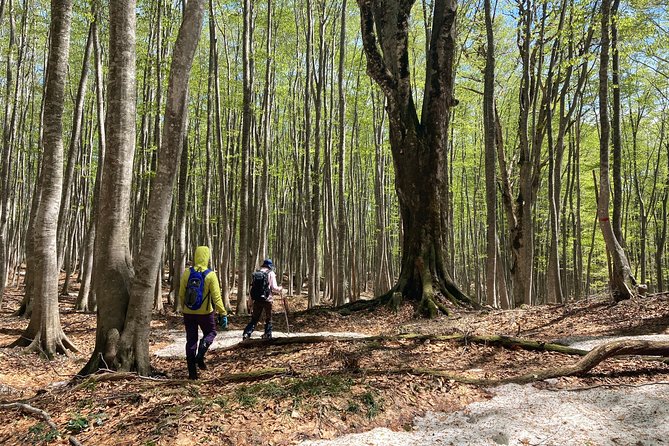 Forest Healing Around the Giant Beech and Katsura Trees - Price: From €71.17, Free Cancellation