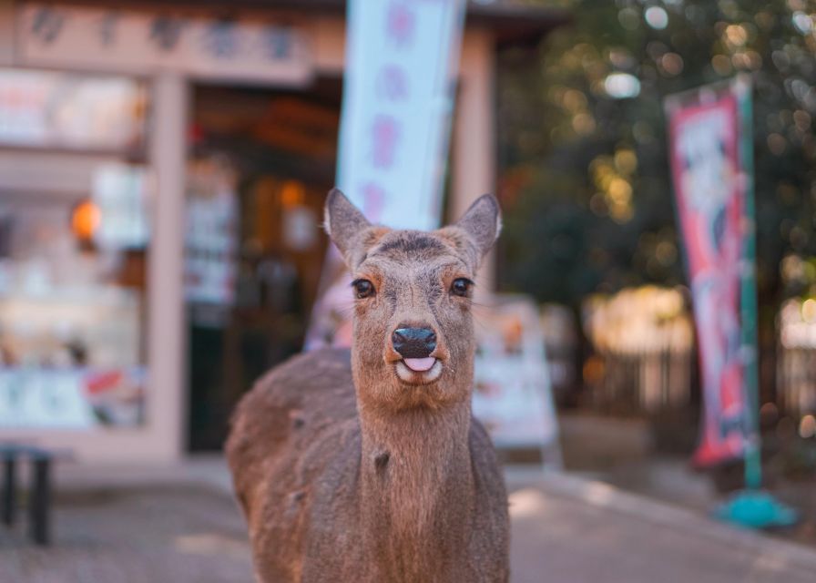 From Kyoto or Osaka: Private Walking Tour Through Nara - Exclusions