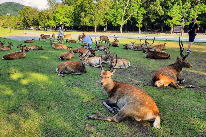 Full Day Guided Tour to Kyoto and Nara From Osaka - Lunch Options